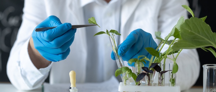 Plant Pathologist Working with Plants